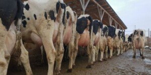 Czy rynek mleka ma jeszcze rezerwy? Aktualne ceny, koszty i&nbsp;decyzje gospodarstw