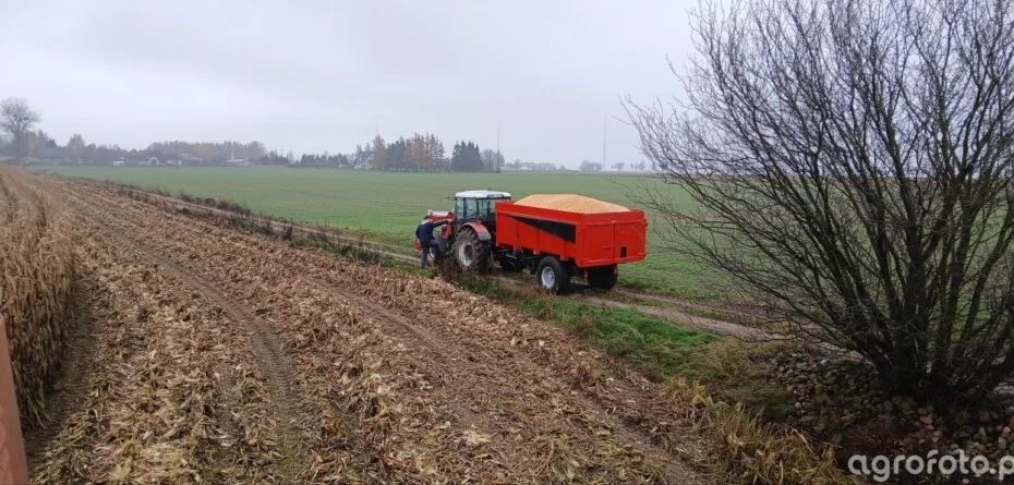 Ceny kukurydzy mokrej 2025 rosną. Zobacz różnice między regionami