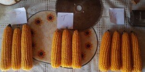 Jakie odmiany kukurydzy polecają rolnicy? Co się naprawdę sprawdza w gospodarstwach