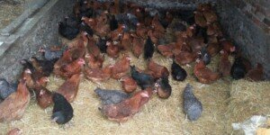 Kolejne ogniska HPAI. Ponad 200 tys. sztuk drobiu do likwidacji