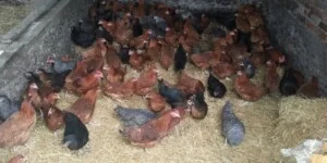 Kolejne ogniska HPAI. Ponad 200 tys. sztuk drobiu do likwidacji