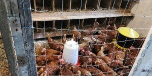 Rzekomy pomór drobiu 2025. GLW potwierdza kolejne ogniska