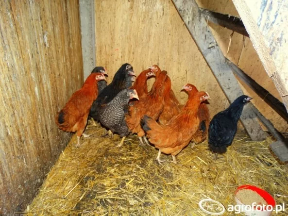 Szacowanie strat po ptasiej grypie