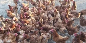 Nasilają się ogniska ND w Polsce. Nowe przypadki w wielkich stadach drobiu