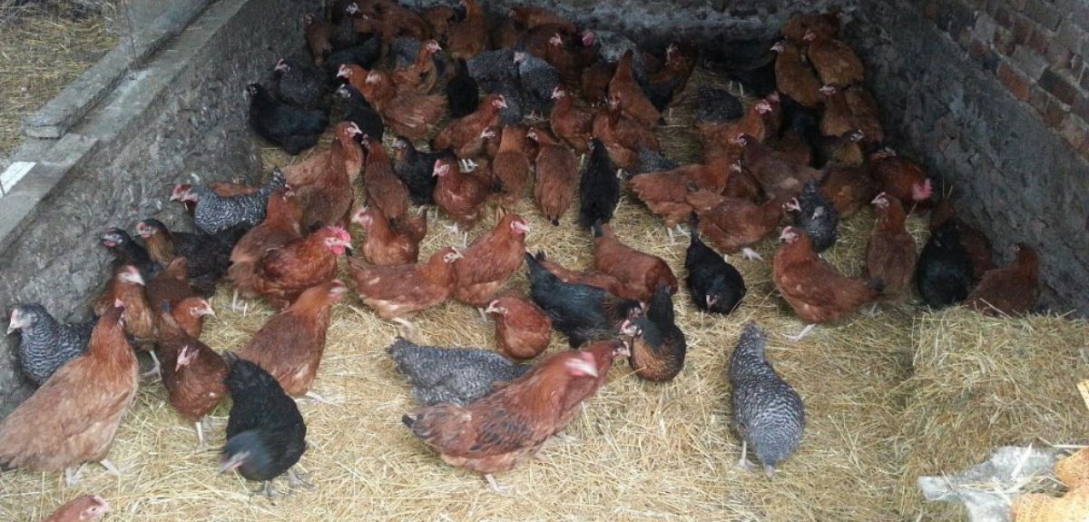 Kolejne ogniska HPAI. Ponad 200 tys. sztuk drobiu do likwidacji