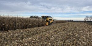 Ceny kukurydzy mokrej. Jakie stawki płacą skupy w regionach?