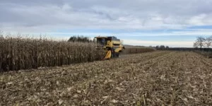 Ceny kukurydzy mokrej. Jakie stawki płacą skupy w regionach?