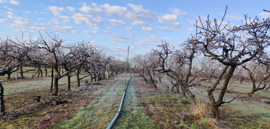 Pomoc dla sadowników – od dzisiaj można składać wnioski