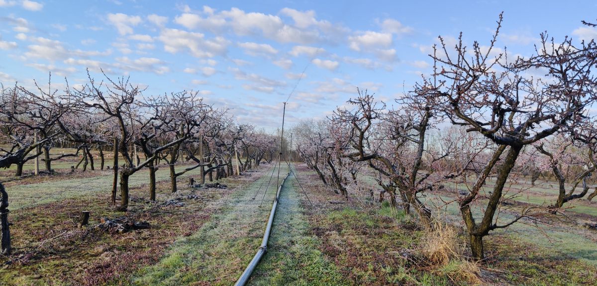 Pomoc dla sadowników – od dzisiaj można składać wnioski