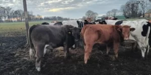 Ceny bydła przed Świętami. Jak rynek zamyka rok?