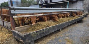 Choroba niebieskiego języka 2025. Liczba ognisk szybko rośnie