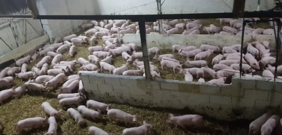 Nadzwyczajna pomoc dla hodowców świń