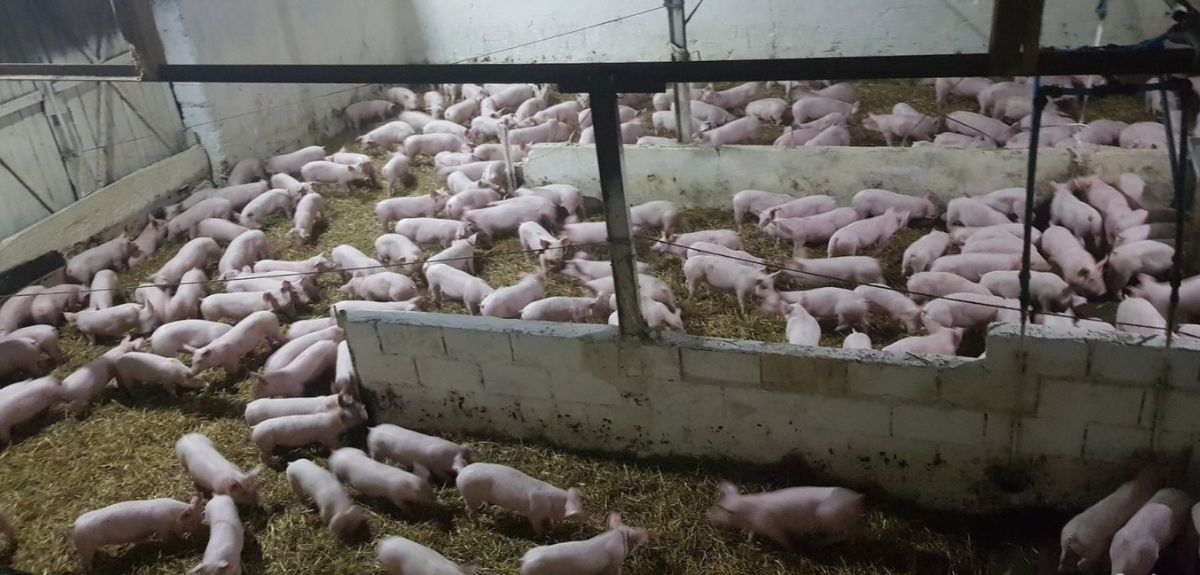 Nadzwyczajna pomoc dla hodowców świń. Kiedy będą pieniądze?