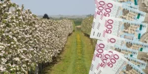 Pomoc dla sadowników do 2400 zł/ha. Wniosków przybywa, a czasu ubywa