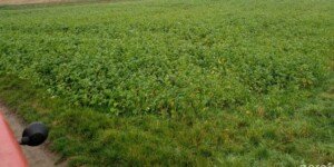 Droga do pól przez działkę sąsiada – kiedy można wymusić drogę konieczną?