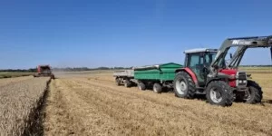 Ceny pszenicy 2025. Jak zmieniły się stawki na początku grudnia?