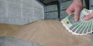 Ceny pszenżyta pod koniec roku. W jednych regionach 580 zł w innych 700 zł/t