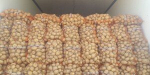 Ceny ziemniaków w hurcie w grudniu 2025 – nawet do 3,5 zł/kg