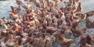 Rzekomy pomór drobiu 2025. Nowe ogniska w Polsce