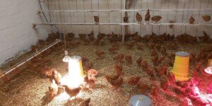 Szacowanie strat po ptasiej grypie. Kogo dotyczy deklaracja KOWR i&nbsp;do kiedy ją złożyć?