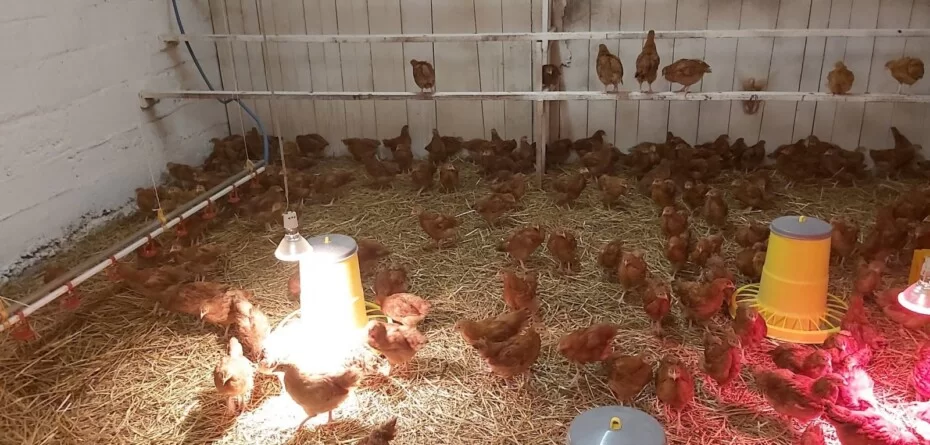 Szacowanie strat po ptasiej grypie. Kogo dotyczy deklaracja KOWR i do kiedy ją złożyć?