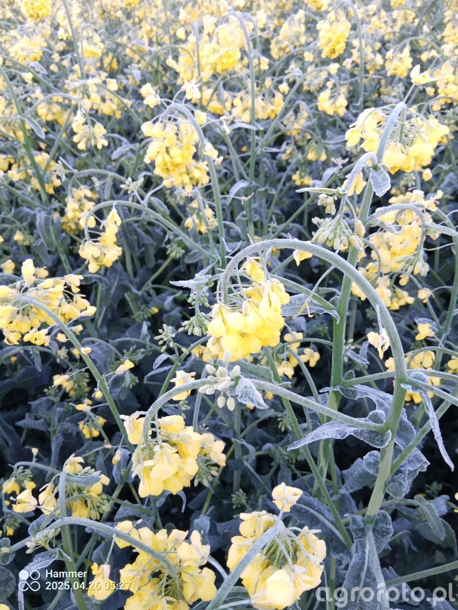 Wsparcie klęskowe 2025 ARiMR