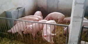 Ceny tuczników 2025. ASF w Hiszpanii i Polsce podnosi napięcie