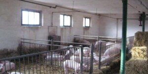 ASF w Piotrkowie. Rolnicy bez pełnych informacji, służby bez planu?