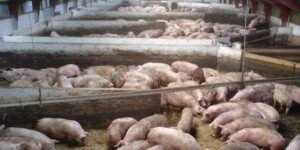 Zdrowe stada świń, chory system. Piotrków został z&nbsp;tucznikiem