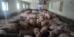 Ceny świń 2025. Polska coraz dalej od Niemiec