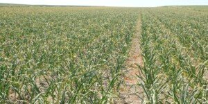 Rynek czosnku niestabilny. Co to znaczy dla polskich producentów?