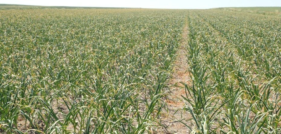 Rynek czosnku niestabilny. Co to znaczy dla polskich producentów?