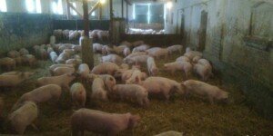 Spis stada świń 2025. Termin mija 31 grudnia