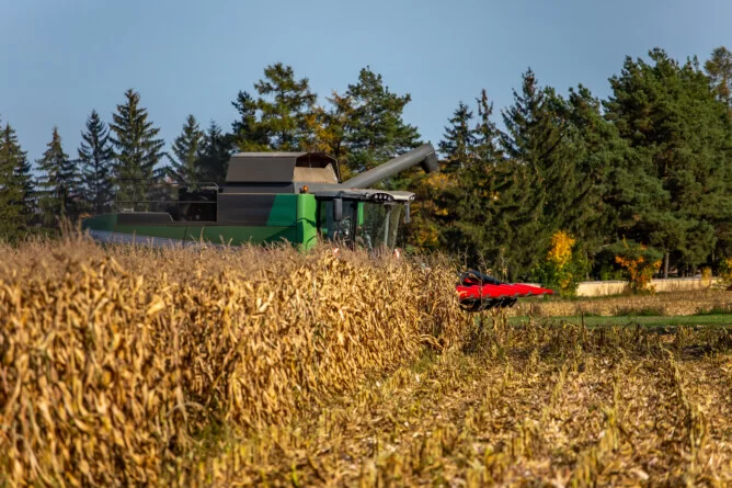 Ceny kukurydzy mokrej 2025