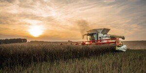 Prognozy cen rzepaku 2026. Crédit Agricole studzi oczekiwania rynku