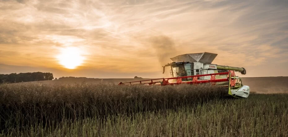 Prognozy cen rzepaku 2026. Crédit Agricole studzi oczekiwania rynku