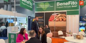 Nowości BASF w ochronie ziemniaka