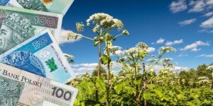 Dofinansowanie na usuwanie inwazyjnych roślin z pól
