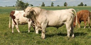 Dopłaty do zakupu byków mięsnych 2026. Złóż wniosek!