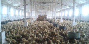 Ptasia grypa w&nbsp;Polsce 2026. 18 ognisk i&nbsp;1,5 mln sztuk drobiu