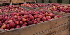 Cena jabłek przemysłowych 2026 rośnie. Skupy na pełnych obrotach