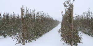 Do kiedy wniosek po przymrozkach? Pomoc dla sadowników