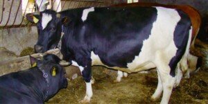 Gdzie jest choroba niebieskiego języka w&nbsp;Polsce? Nowe ogniska BT