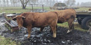 Choroba niebieskiego języka w&nbsp;Polsce 2026. Gdzie są ogniska BT?