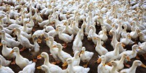 Grypa ptaków 2026 w&nbsp;Polsce. Już pięć ognisk HPAI