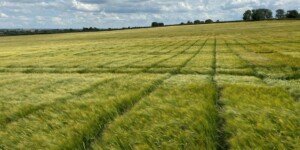 RAGT przejmuje segment nasion jęczmienia browarnego Syngenta