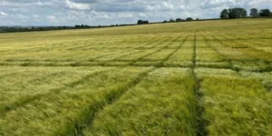 RAGT przejmuje segment nasion jęczmienia browarnego Syngenta