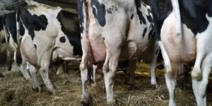 Ceny mleka za grudzień 2025. GUS potwierdza spadek stawek