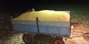 Kukurydza sucha drożeje? Ceny w skupach 27.01.2026