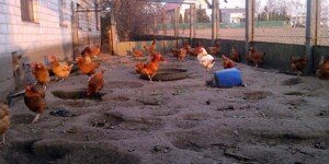 Rzekomy pomór drobiu 2026. Pierwsze dwa ogniska ND w&nbsp;Polsce